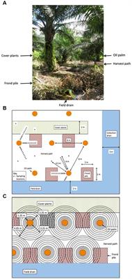 Spatial variations in heterotrophic respiration from oil palm plantations on tropical peat soils